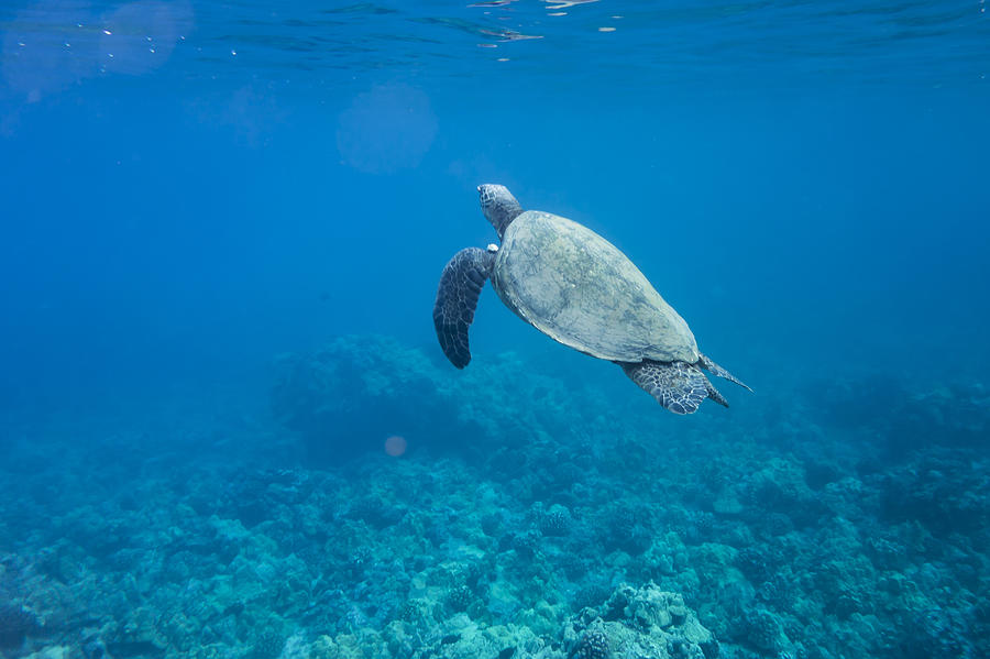 Maui Sea Turtle Deep Blue Surfacing Photograph by Don McGillis