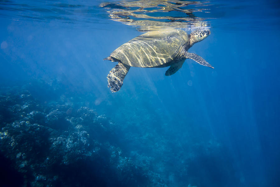 Maui Sea Turtle Takes a Breath at the Surface Photograph by Don McGillis