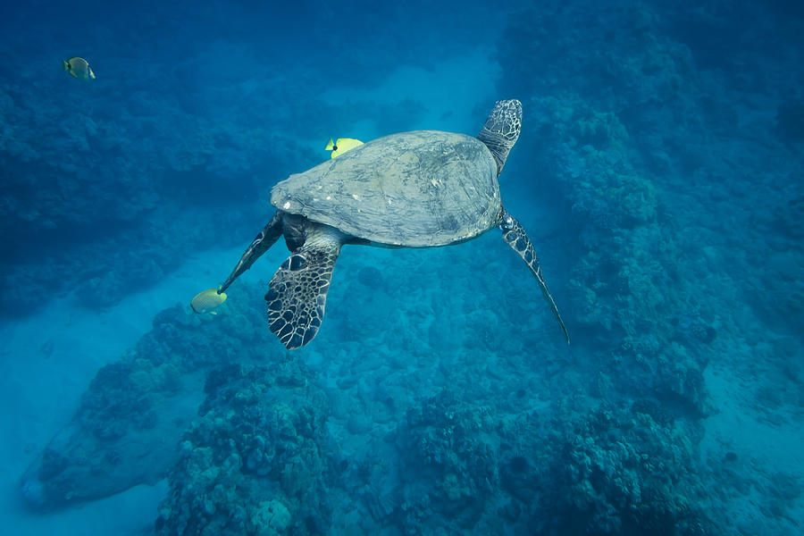 Maui Sea Turtle Tucks His Tail for Cleaning Photograph by Don McGillis