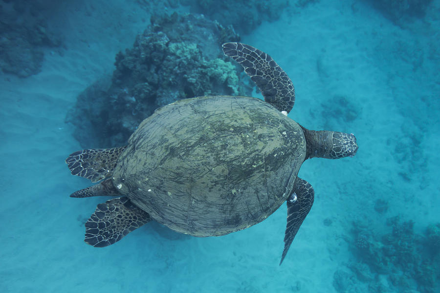 Maui Sea Turtles from Above Photograph by Don McGillis