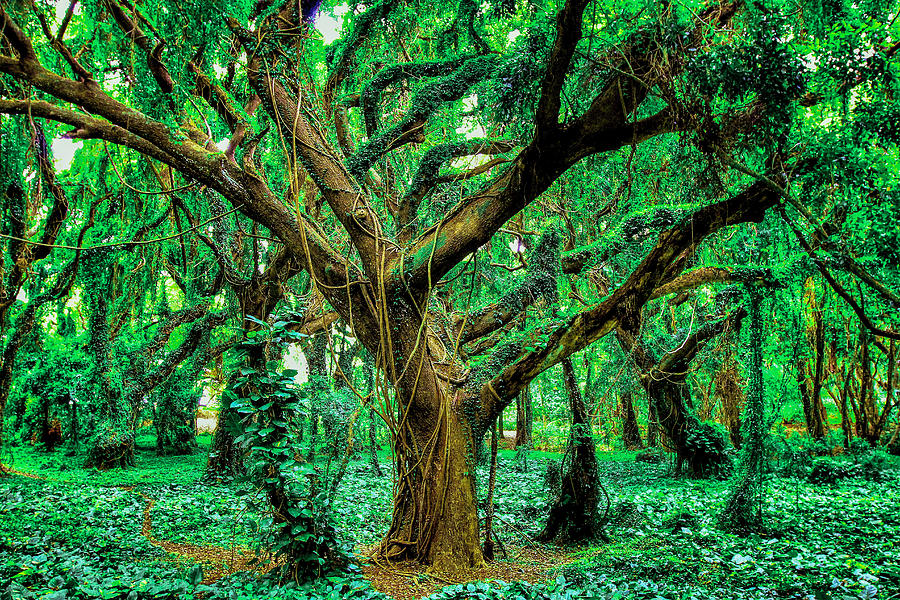 Funny Photograph - Maui Tree by Robert Aycock Funny Photograph - Maui Tree by Robert Aycock