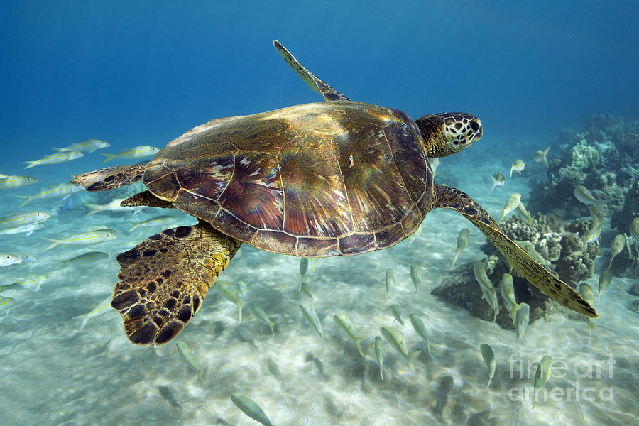 Maui Turtle Photograph by David Olsen