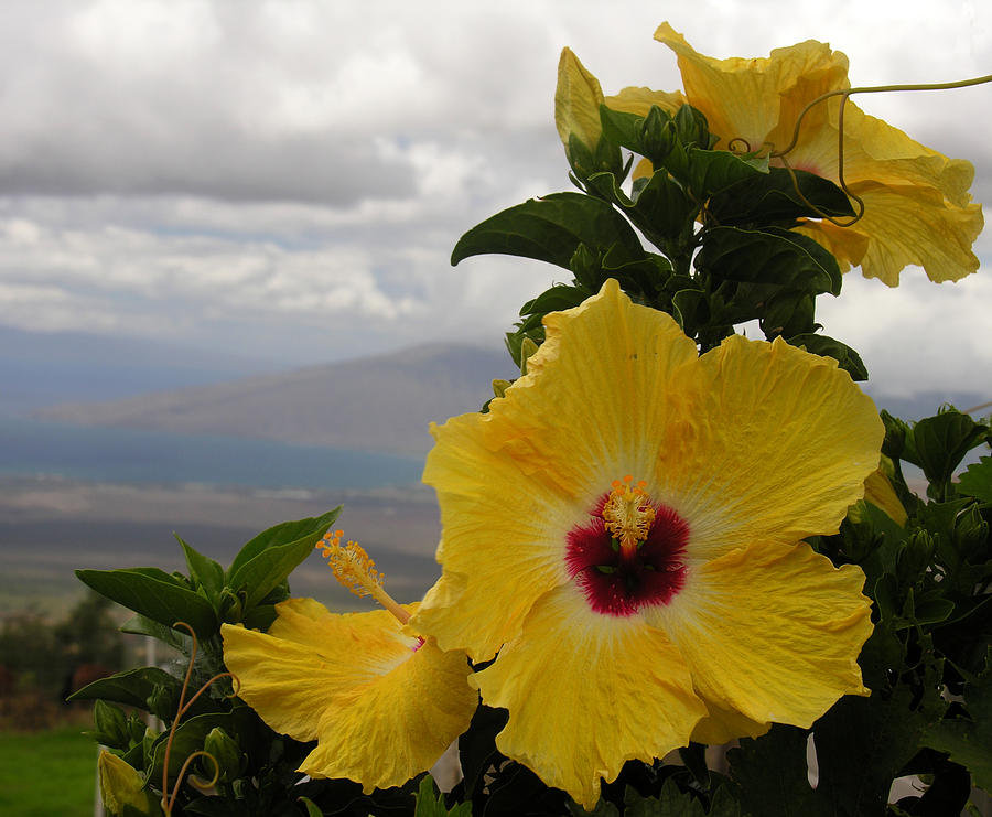 Maui Yellow Hibiscus Photograph by Robert Lozen