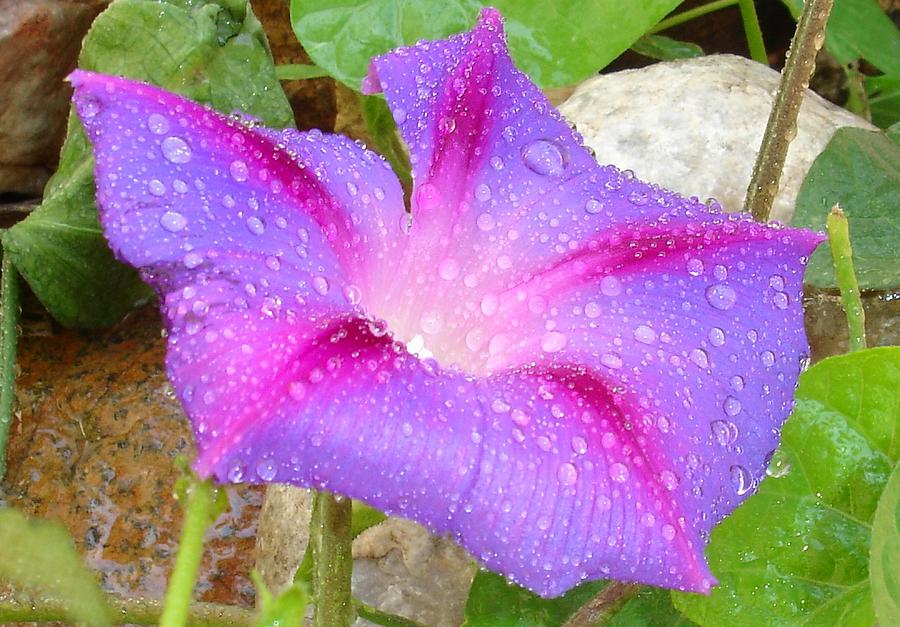 Mauve and Magenta Morning Glory with Water Drops Photograph by Taiche Acrylic Art