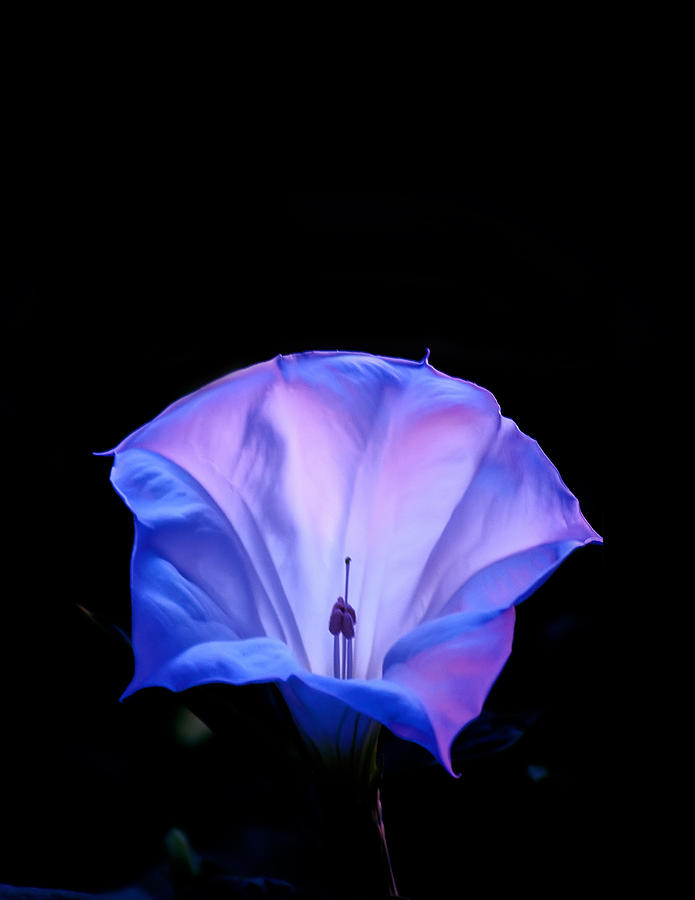 Flower Photograph - Mauve blue black angels trumpet by Randall Branham