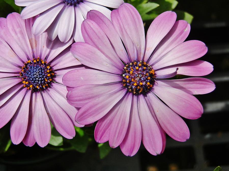 Flowers Still Life Photograph - Mauve Daisies by VLee Watson