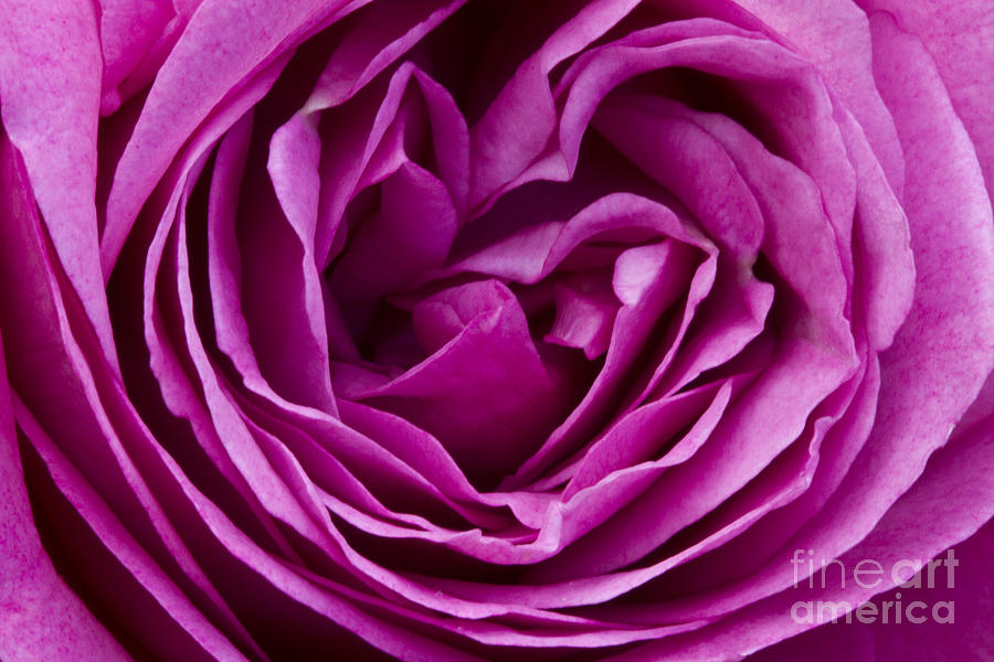 Mauve Rose Petals Photograph by Carrie Cranwill