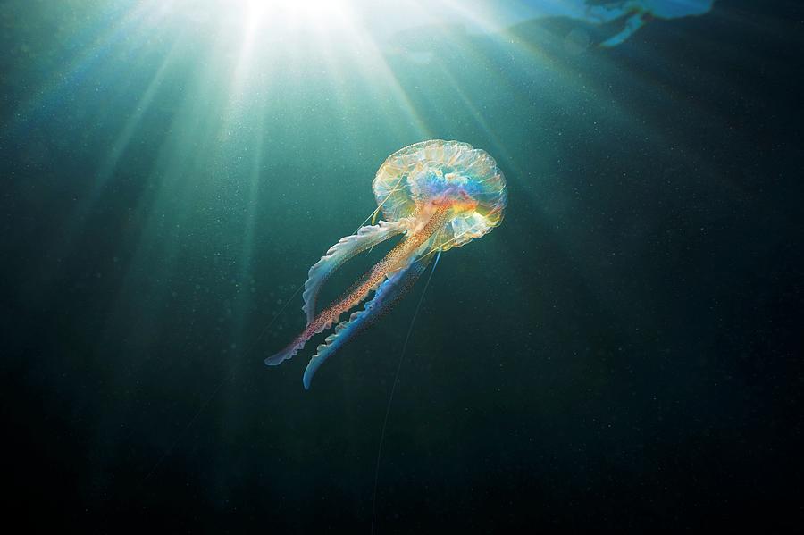Nature Photograph - Mauve Stinger Jellyfish by Alexander Semenov/science Photo Library