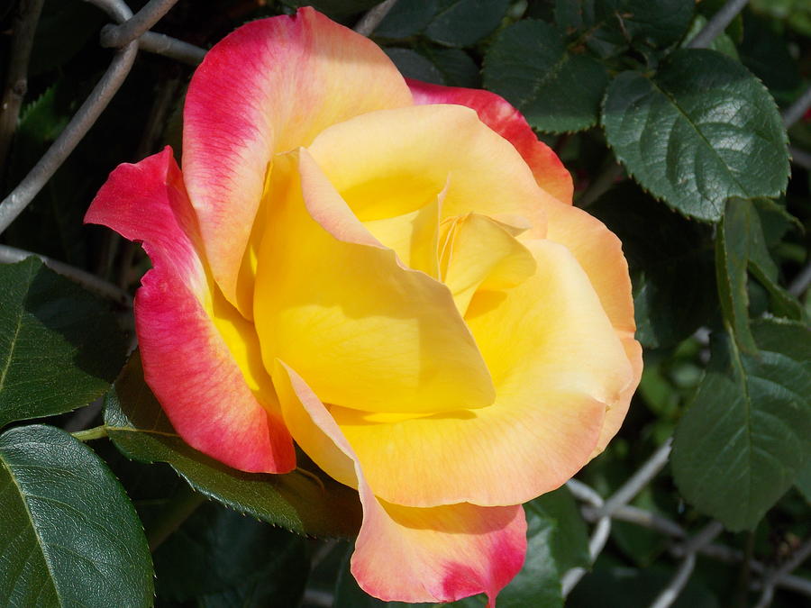 Mauve Tipped Yellow Rose Photograph by Catherine Gagne