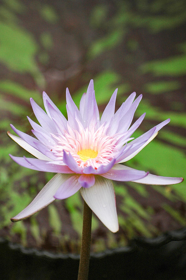 Mauve Water Lily. Photograph by Rob Huntley