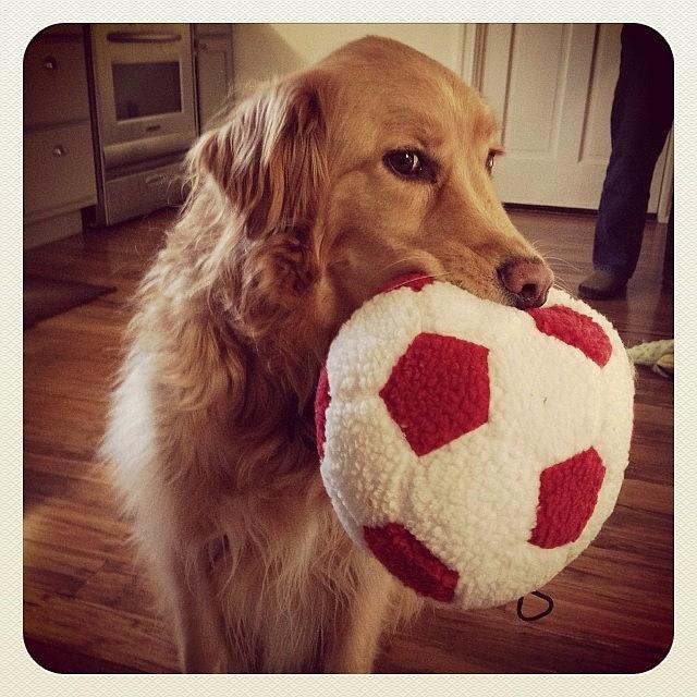 Puppybowl Photograph - Max Is Ready To Play #puppybowl by Beth H