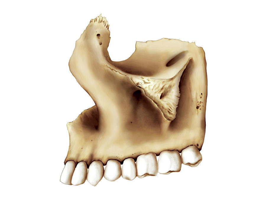 Maxilla Bone Photograph By Asklepios Medical Atlas Pixels Merch 8836