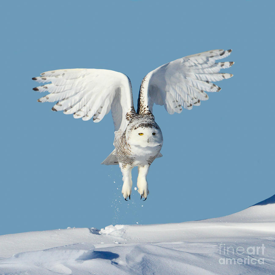 Owl Photograph - Maximum lift by Heather King