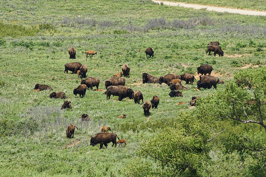 Maxwell Wildlife Preserve Buffalo Herd Photograph by Alan Hutchins