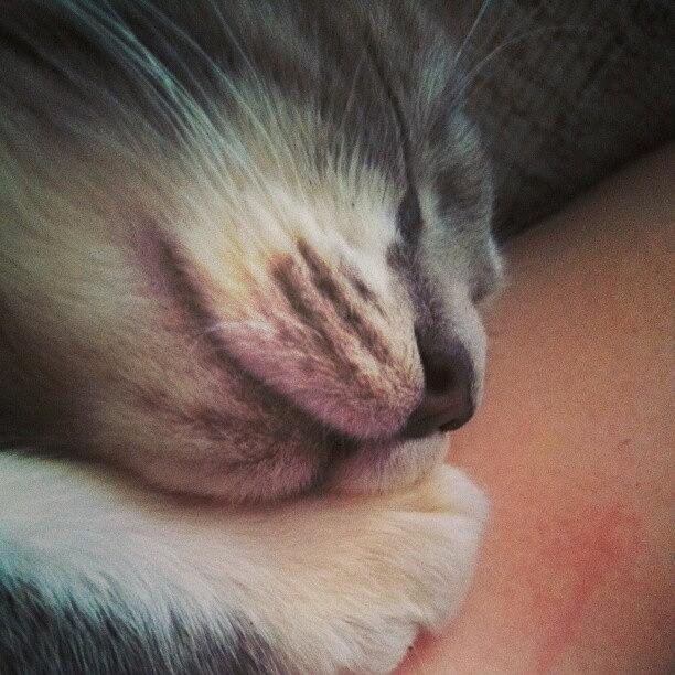 Cat Photograph - Maxwells Nose... Such A Sleepy by Ashley Smith