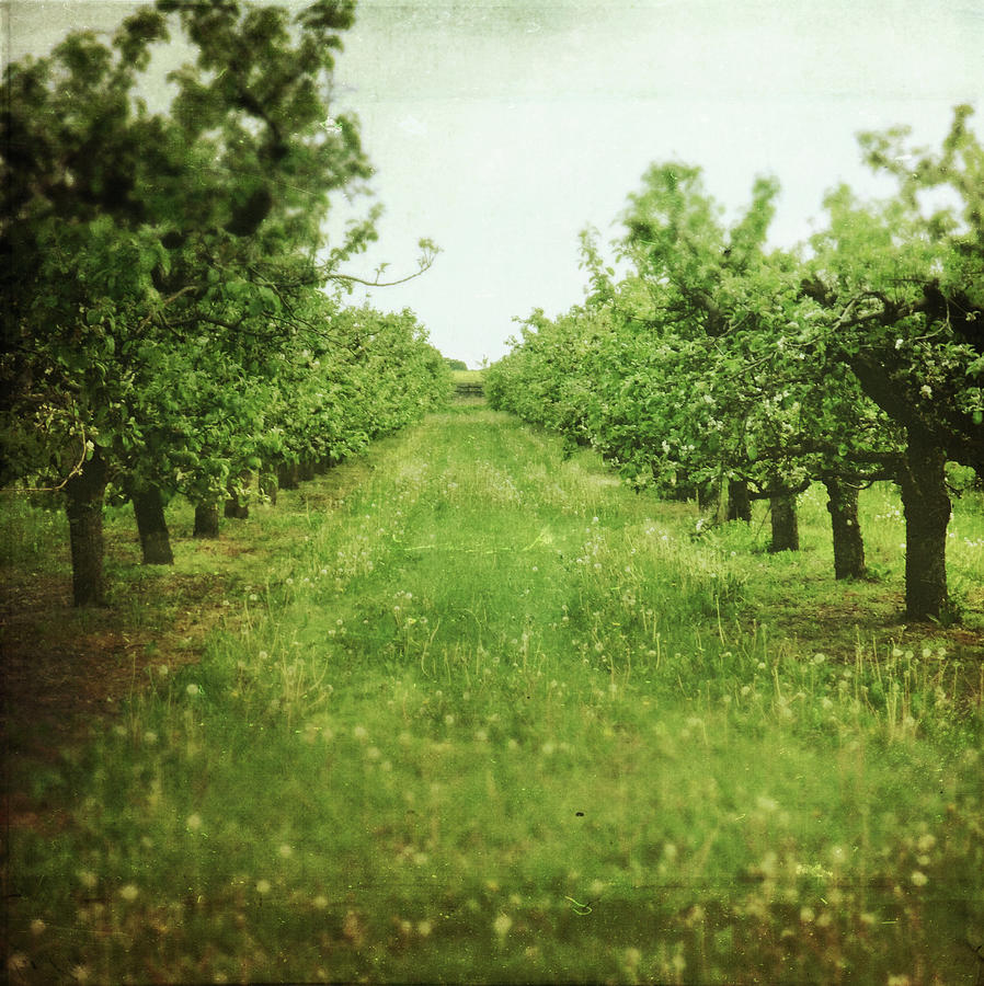 May. Apple Trees, They Have Already Photograph by Anna Joskowiak Work