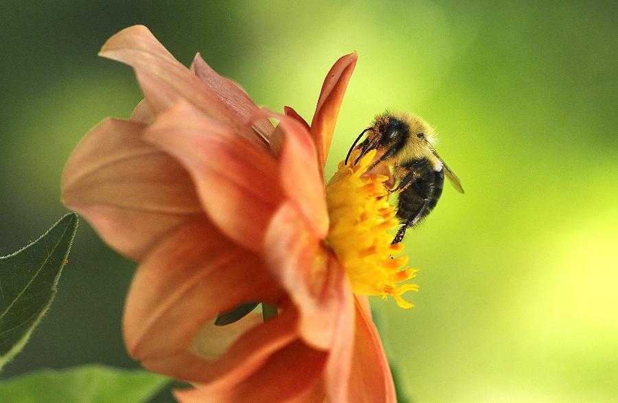 May Bee Photograph by Graham Storms - Fine Art America