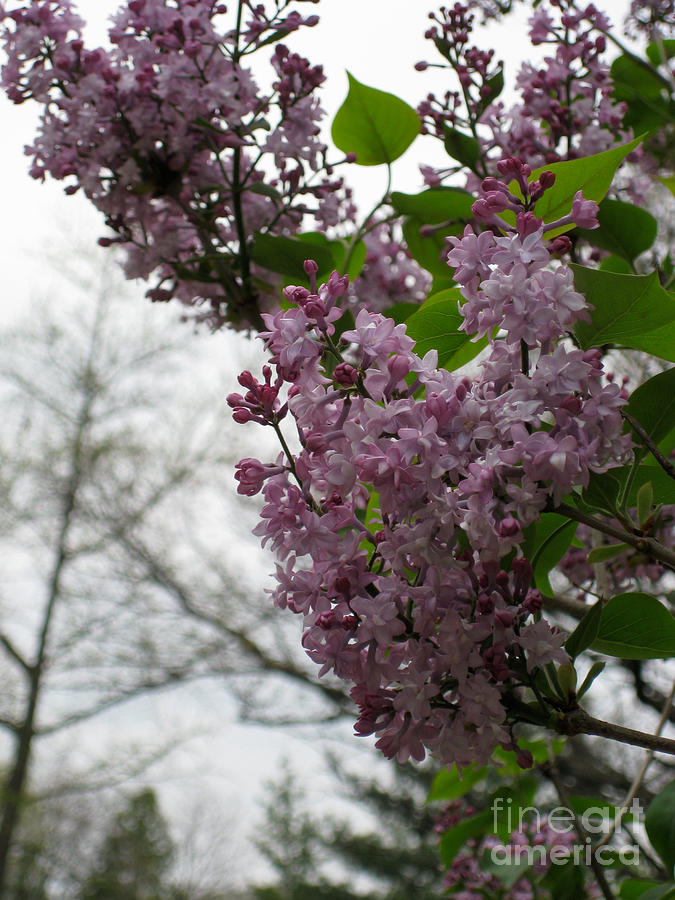 May Day Lilacs Photograph by Anne Nordhaus-Bike