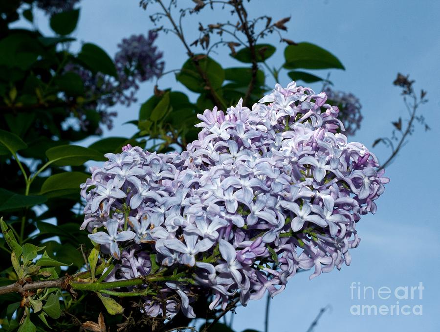 May Day Lilacs Photograph by Chris Anderson