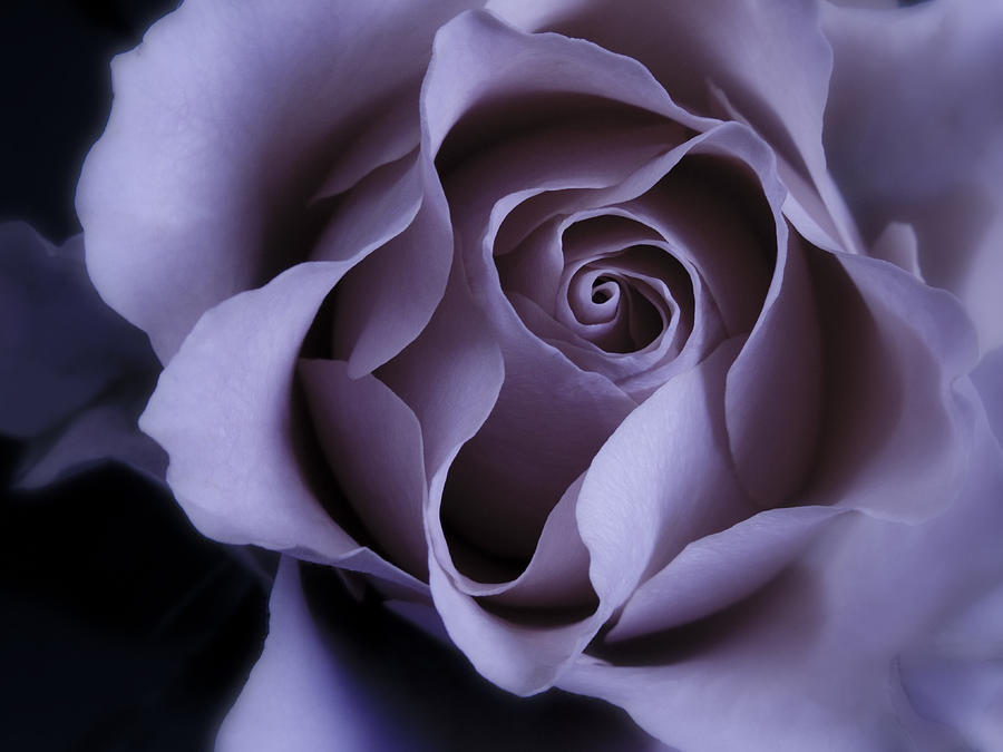 Nature Photograph - May Dreams Come True - Purple Pink Rose Closeup Flower Photograph by Nadja Drieling - Flower- Garden and Nature Photography - Art Shop