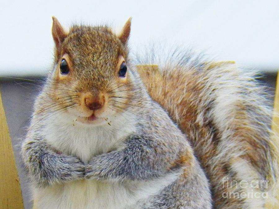 May I Have a Peanut Please Photograph by Judy Via-Wolff