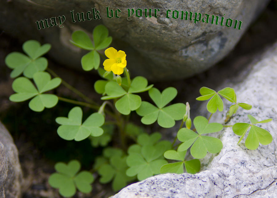 Nature Photograph - May Luck Be Your Companion by LeeAnn McLaneGoetz McLaneGoetzStudioLLCcom