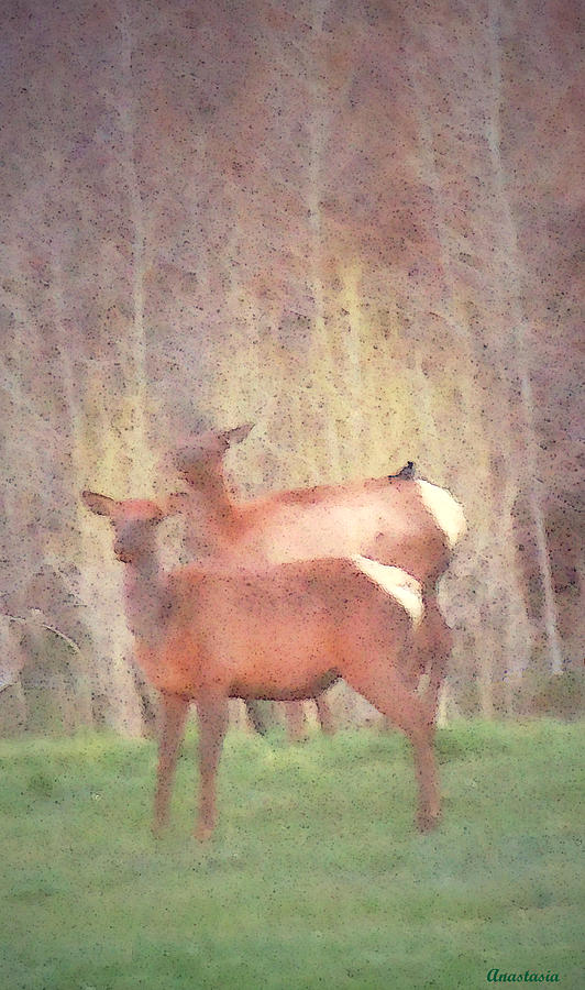 May Morning Meadow Elk With Magpie Photograph by Anastasia Savage Ealy