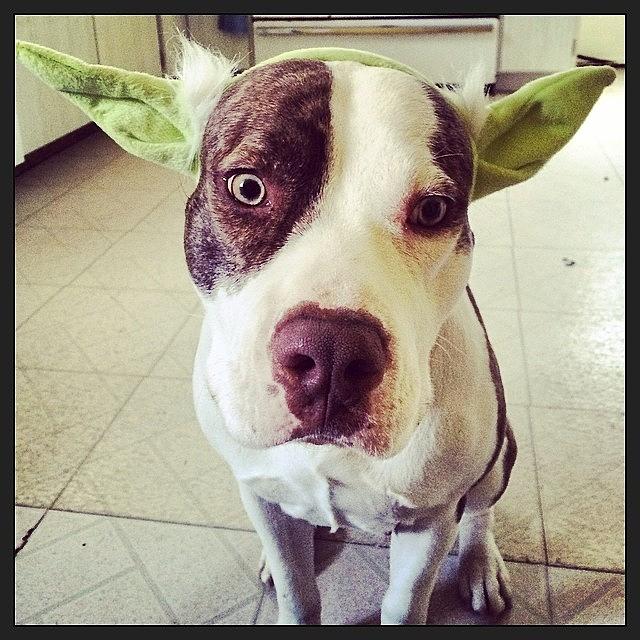 Pitbull Photograph - May The 4th Be With You #lucydog #yoda by Jillian Reynolds
