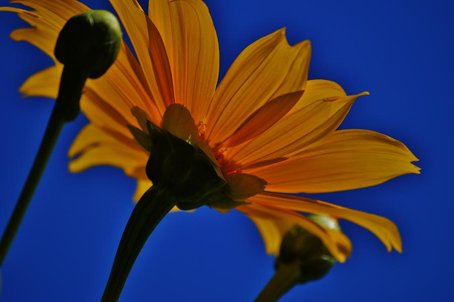 Sunflower Photograph - May the wind always be at your back.  May the sun shine warm upon your face by Tara Miller