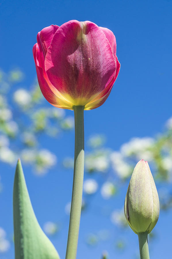 May tulip Photograph by Arkady Kunysz
