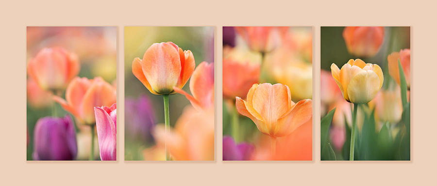 May Tulips Collage Photograph by Theo OConnor