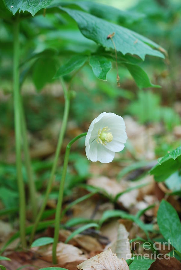 Mayapple Bloom Photograph by Lila Fisher-Wenzel