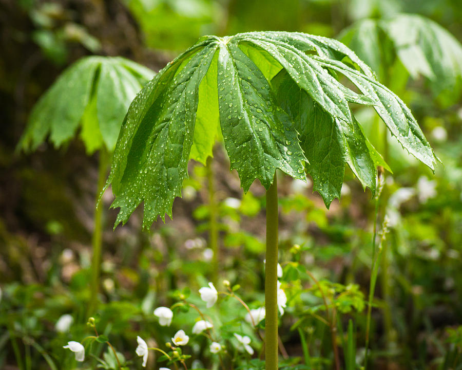 Mayapples In the Rain Photograph by Bill Pevlor