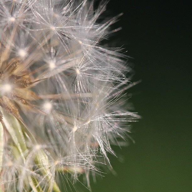 Maybe I Should Have Gave This Dandelion Photograph by Saul Jesse Beas