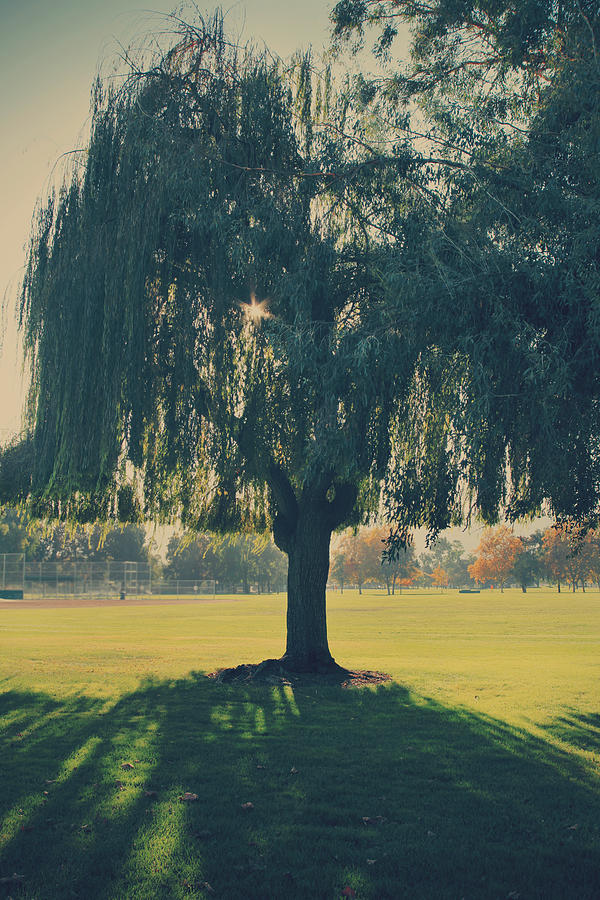 Maybe Well Find It Someday Photograph by Laurie Search Maybe Well Find It Someday Photograph by Laurie Search