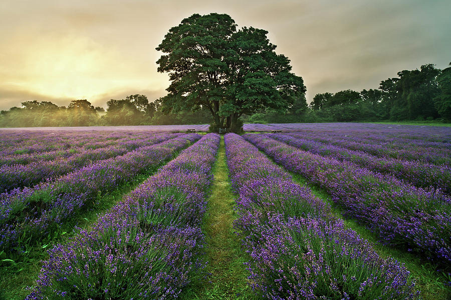 Mayfield Lavender Photograph by Getty Images