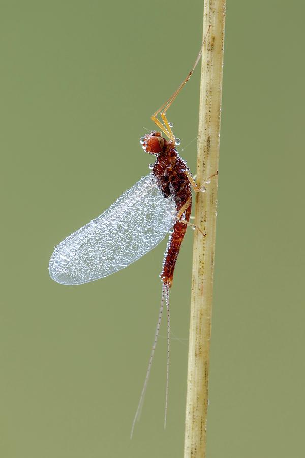 Insects Photograph - Mayfly by Heath Mcdonald