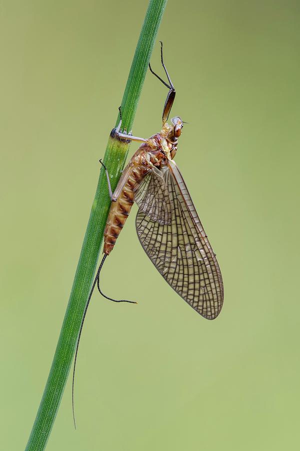 Mayfly Photograph by Heath Mcdonald/science Photo Library