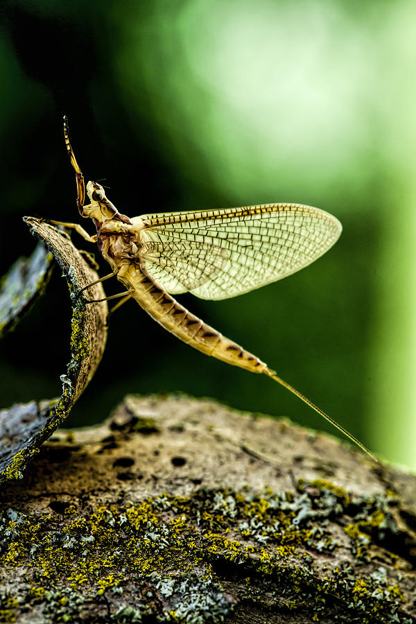Mayfly Photograph by John Crothers