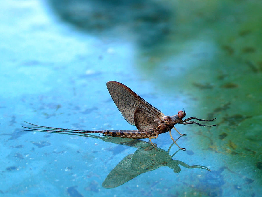Mayfly Reflected Photograph by Thomas Young