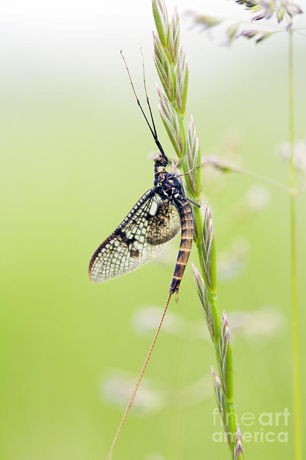 Mayfly Photograph by Tim Gainey