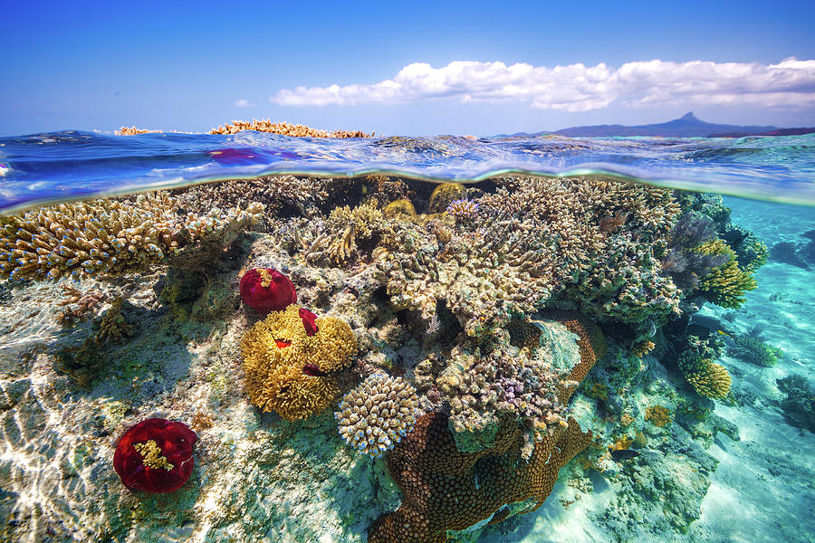 Fish Photograph - Mayotte : The Reef by Barathieu Gabriel