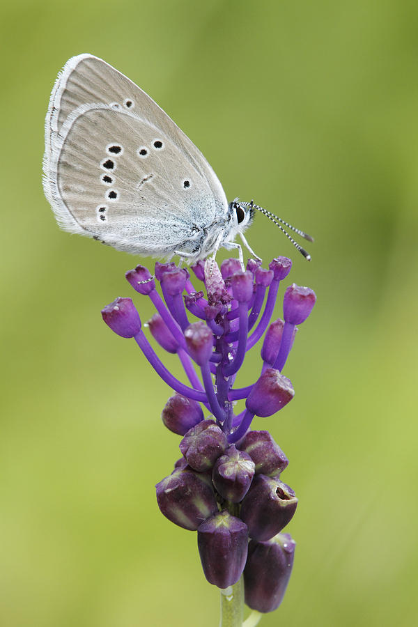 Mazarine Blue Butterfly Dordogne France Photograph by Silvia Reiche