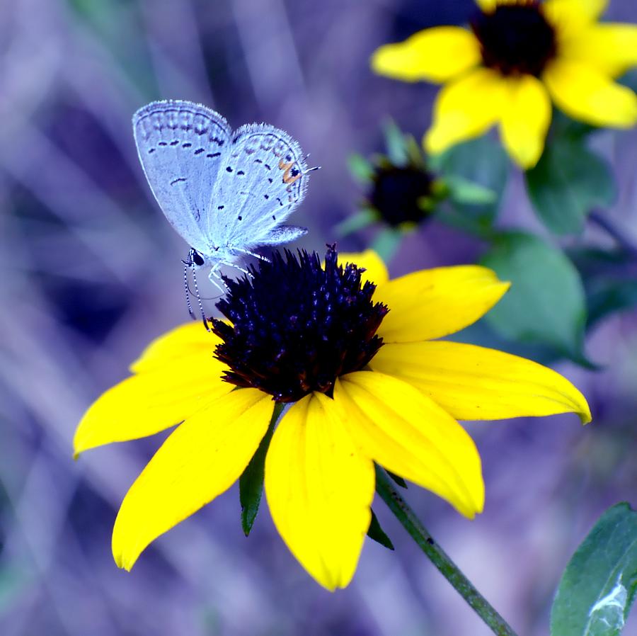 Butterfly Photograph - Mazarine Blue by Deena Stoddard