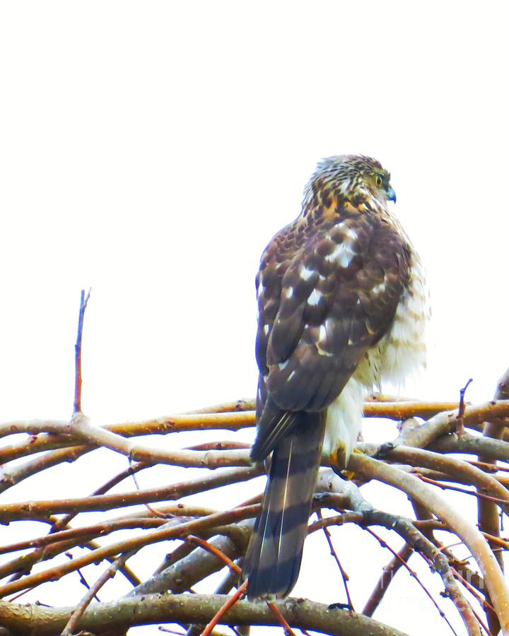 McDonalds Raptor Photograph by Scott Cameron - Fine Art America