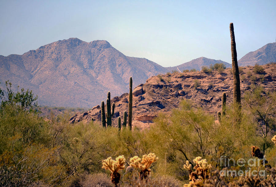 McDowell Mountains Photograph by Deb Halloran