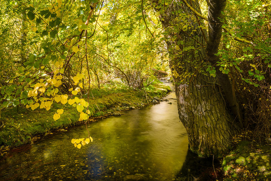McGee Creek Fall Colors Photograph by Alexander Kunz