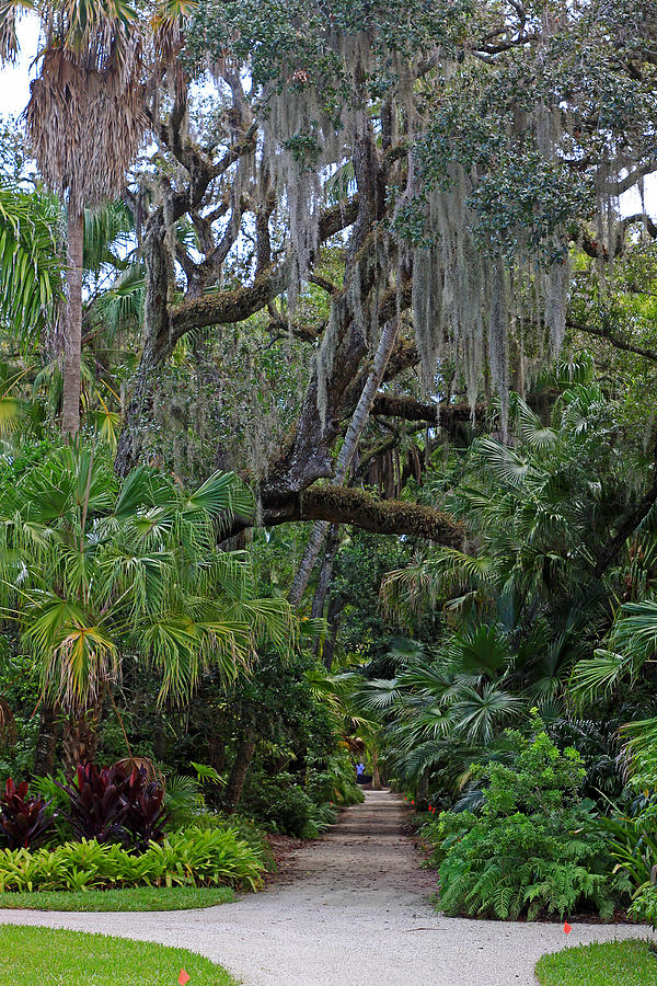 McKee Jungle Gardens Photograph by Larry Nieland