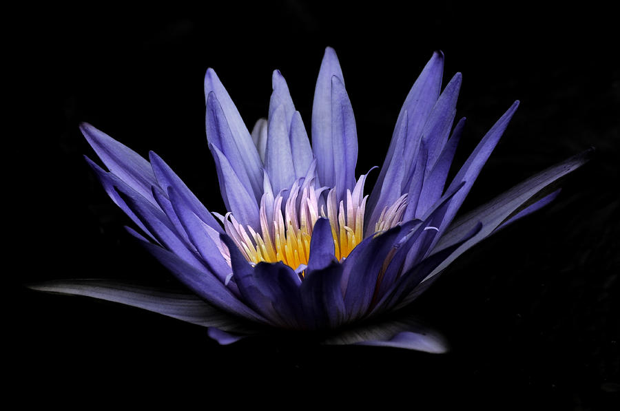 Lily Photograph - A Light Within by Carol Eade