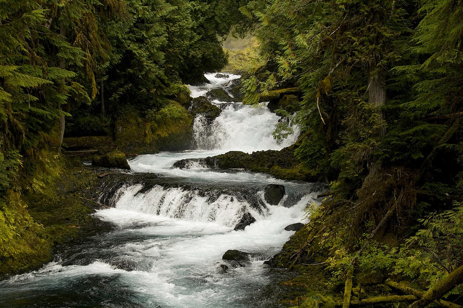 Mckenzie River Photograph By Eric Mace Pixels   Mckenzie River Eric Mace 